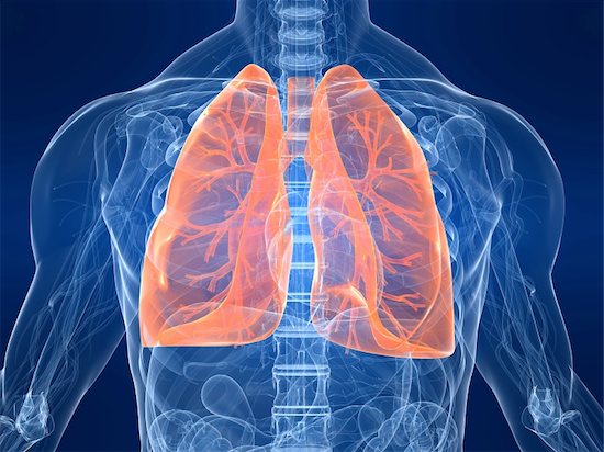 A 3d-rendered anatomy illustration of a human body shape with marked lungs, which can be affected by tuberculosis bacterium.