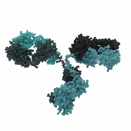 A 3D model of an HIV neutralizing antibody.