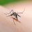 Mosquito, which can transmit the Zika virus, in nature or in the city.