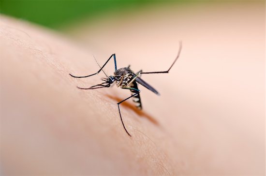Mosquito, which can transmit the Zika virus, in nature or in the city.